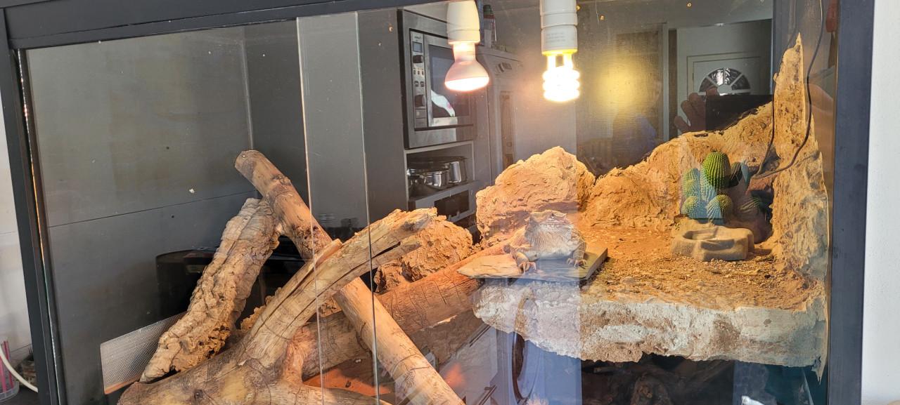 Tamme Baardagaam met terrarium