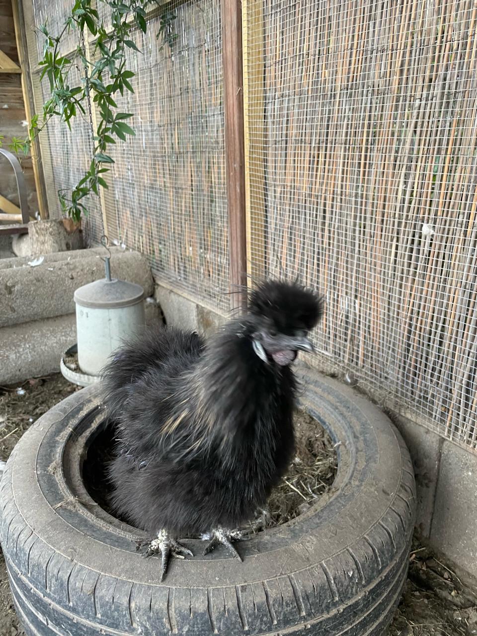 Onze hennetje is een haantje !