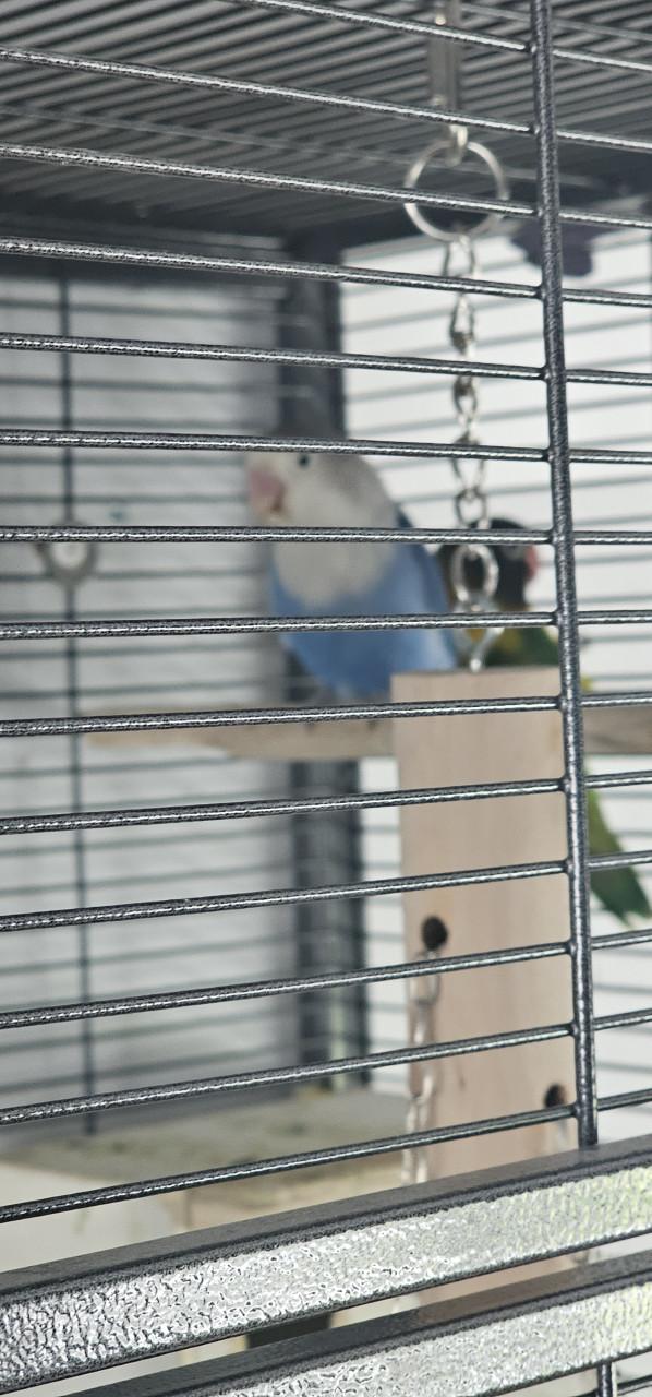 Koppeltje Agaponis fishiries met kooi