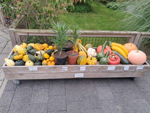 Kalebassen, pompoenen, courgettes, oleanders...