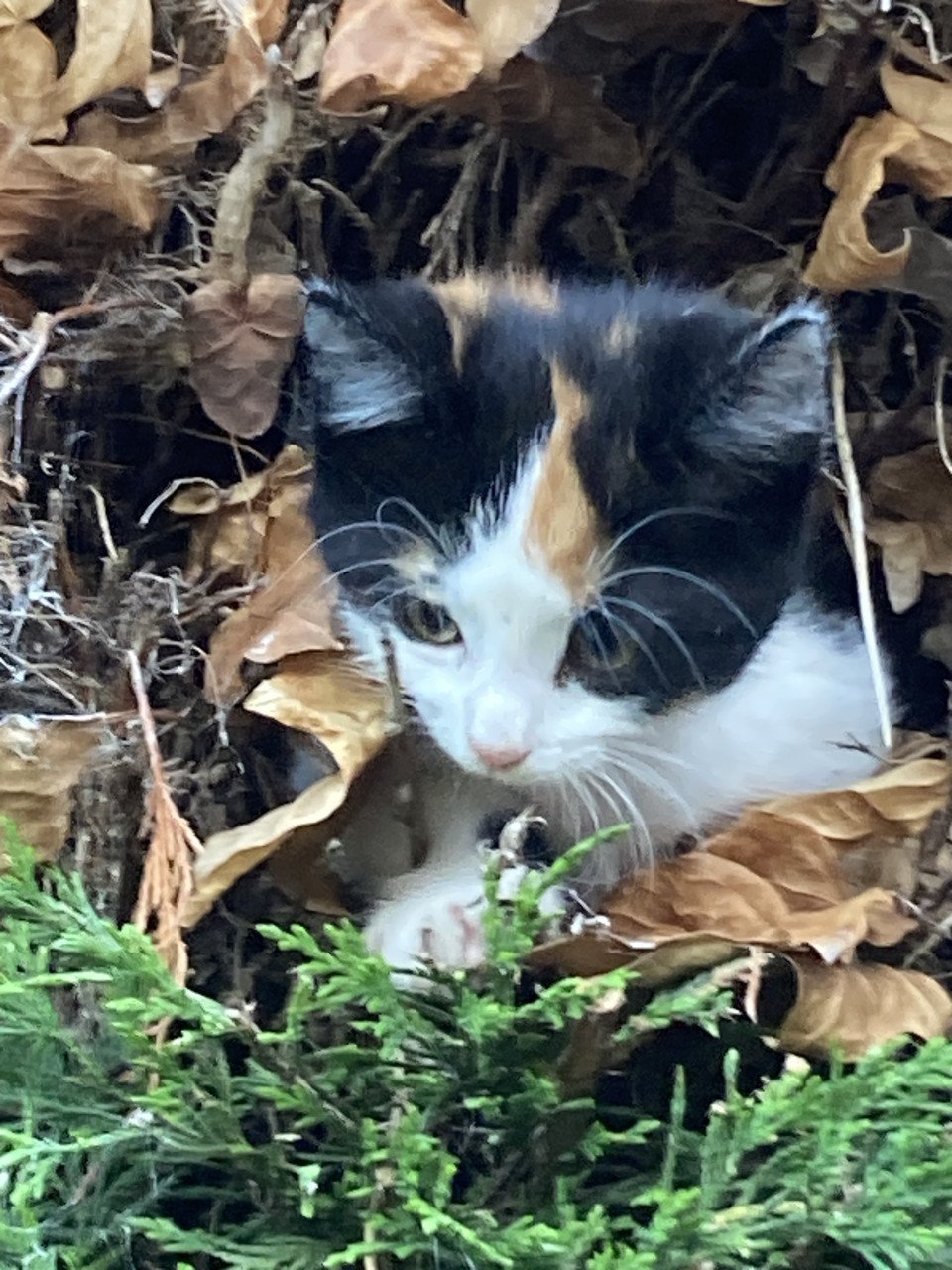 3 Lieve aanhankelijke Kittens