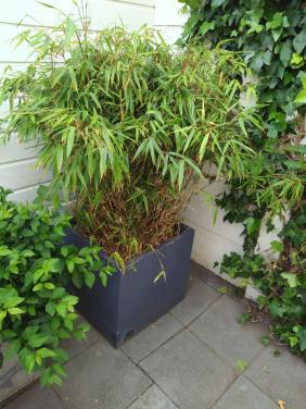 Bamboe met pot grote plant