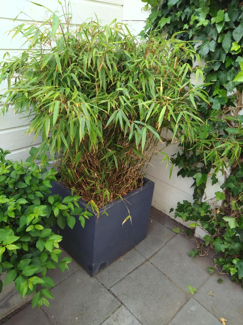 Bamboe met pot grote plant