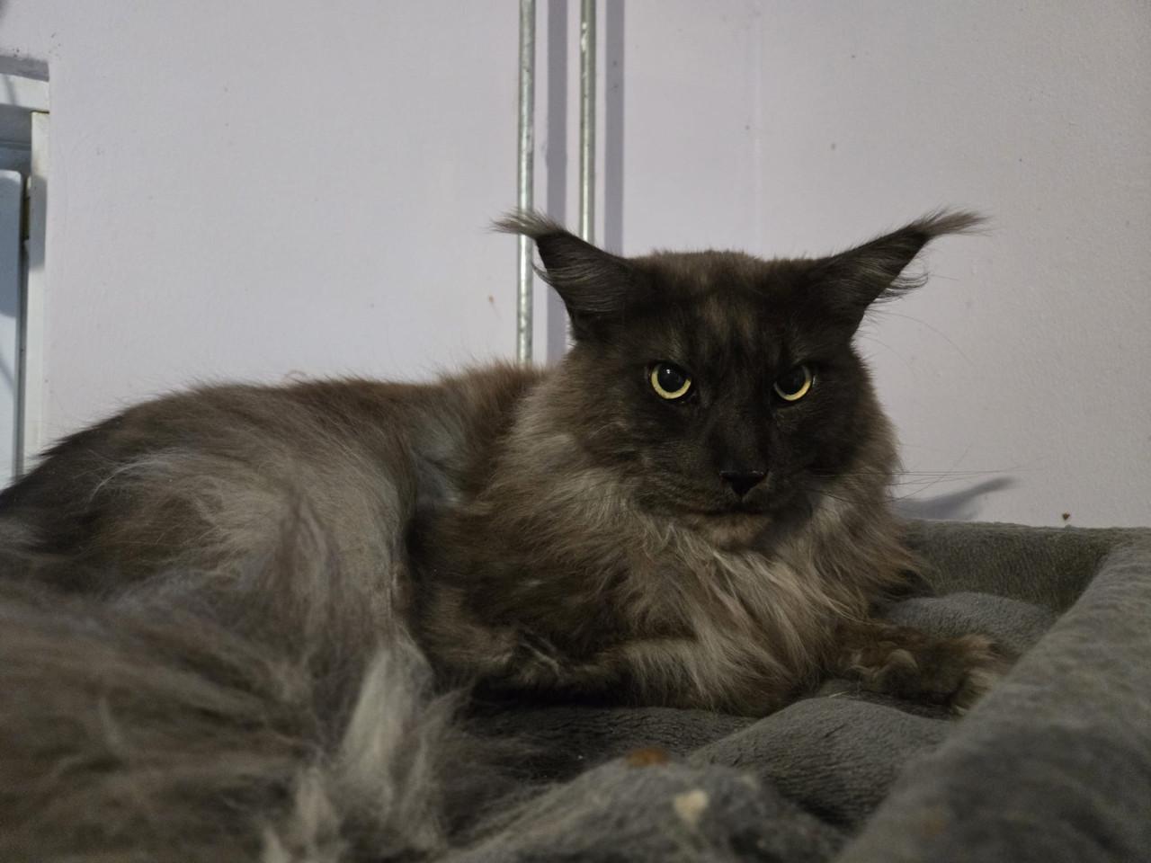 Maine coon kater met stamboom