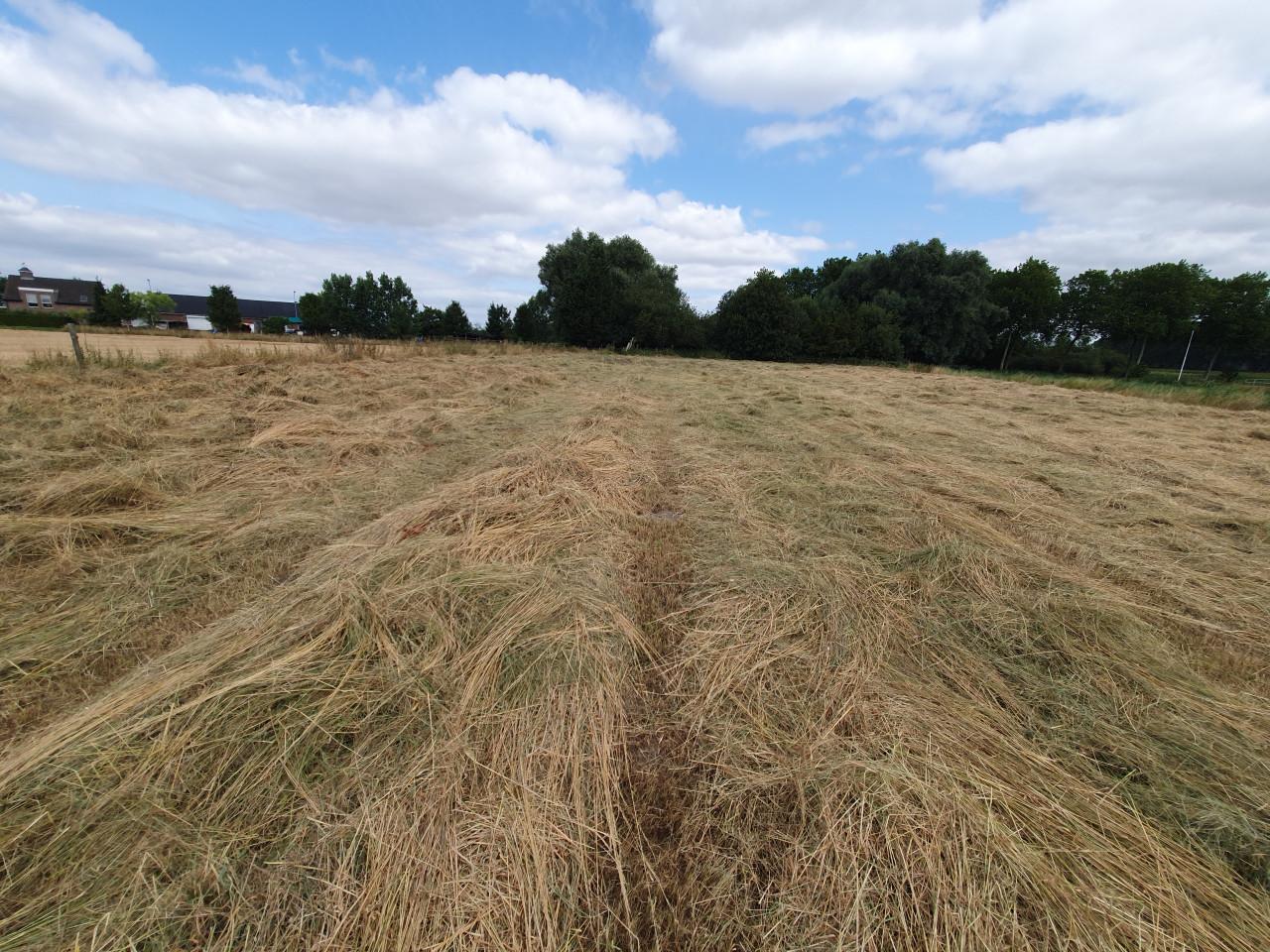 Grote ronde balen natuurhooi 1e snede laag eiwt schoon, in folie gewikkeld.