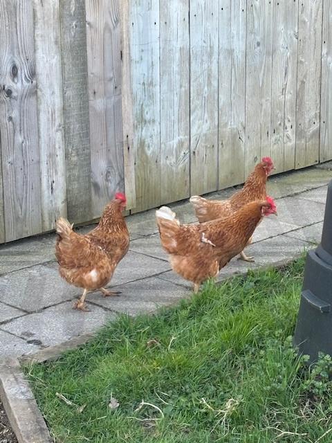 Jonge kippen 3 hennen