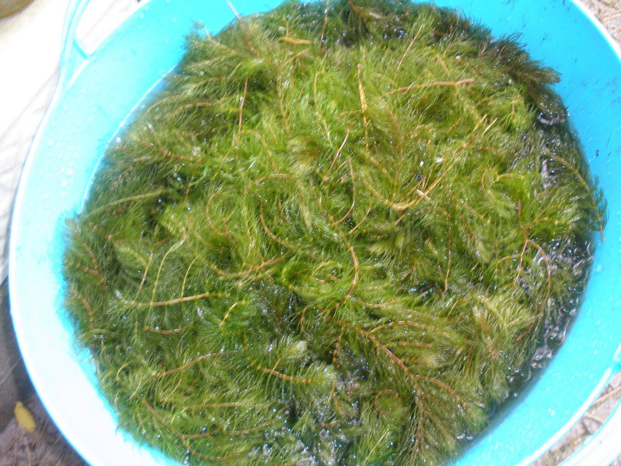 Zuurstofplanten uit eigen gezonde vijver