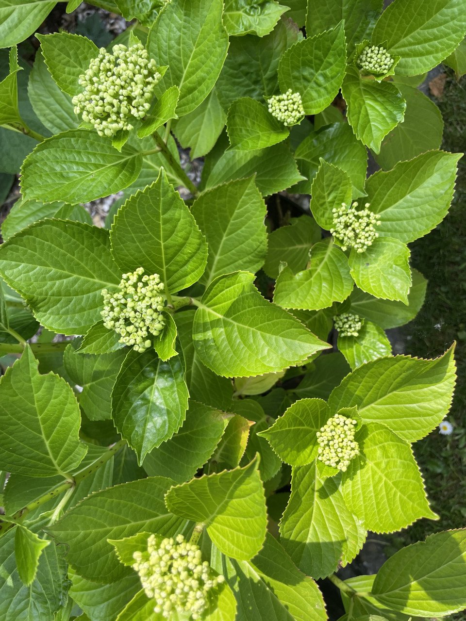 Boerenhortensia’s (roze)