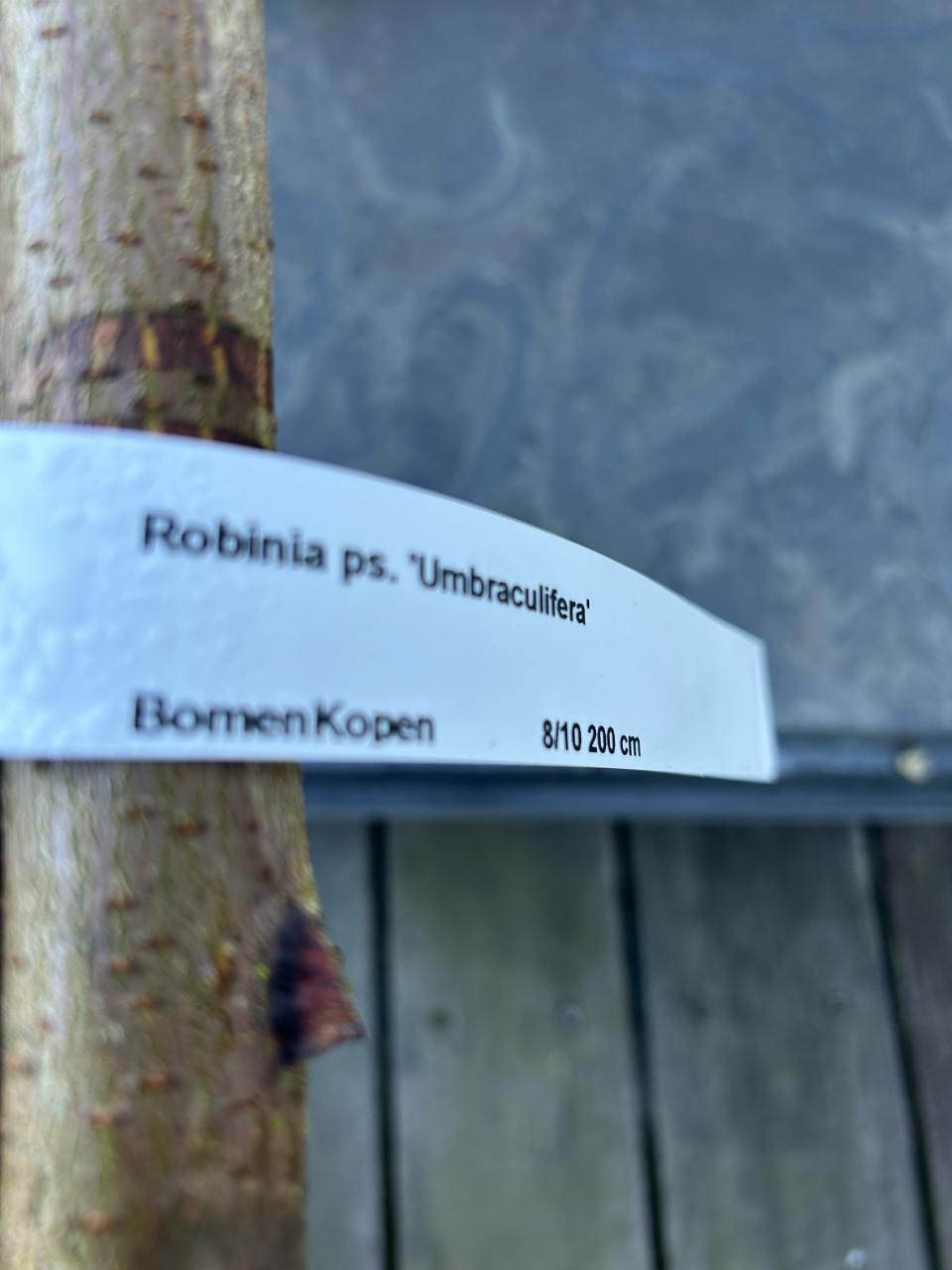 Bomen Robinia ps umbraculifera
