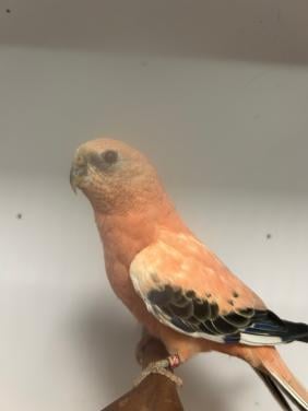 1-2 bourksparkiet opaline