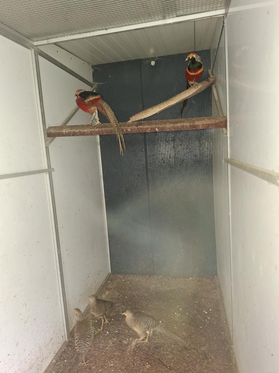 Diverse soorten fazanten