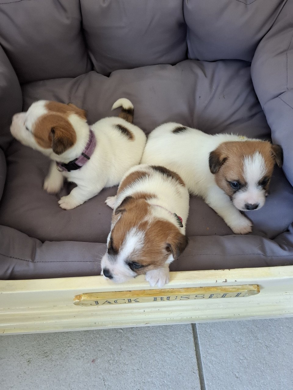 Jack Russell Puppy's