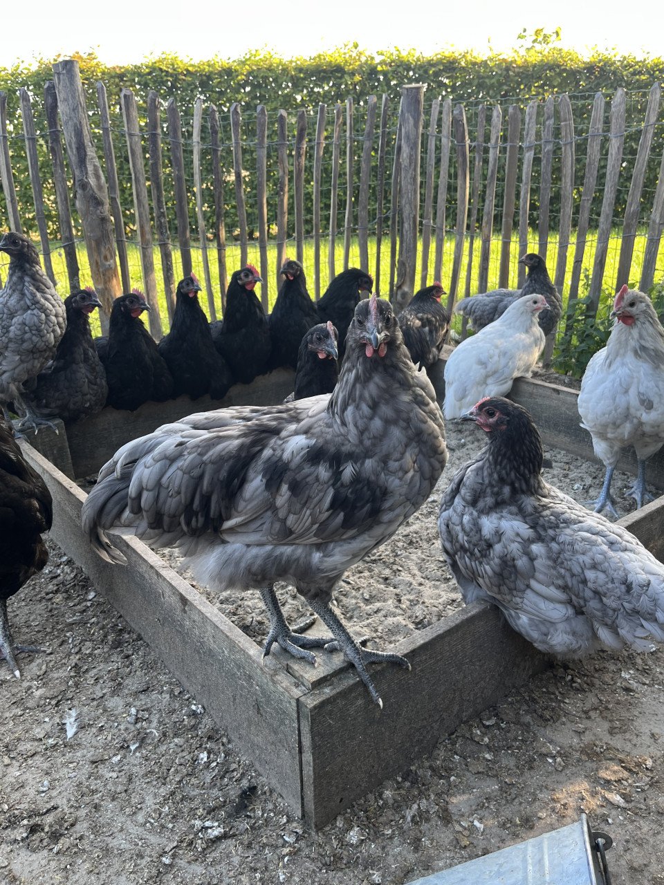 Australorp hanen wit/grijs en zwart