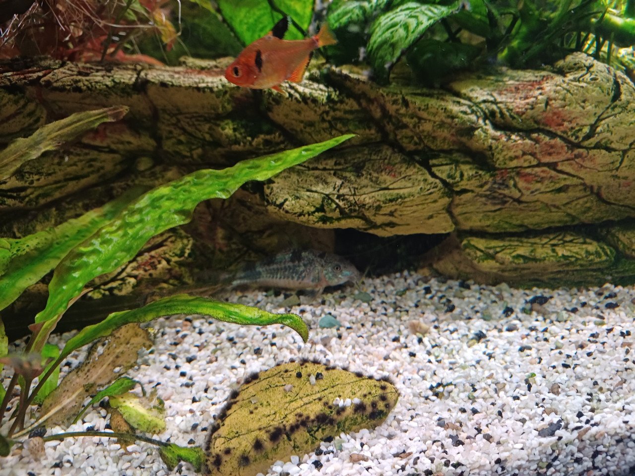 Geheel compleet draaiend Aquarium met garantie bonnen
