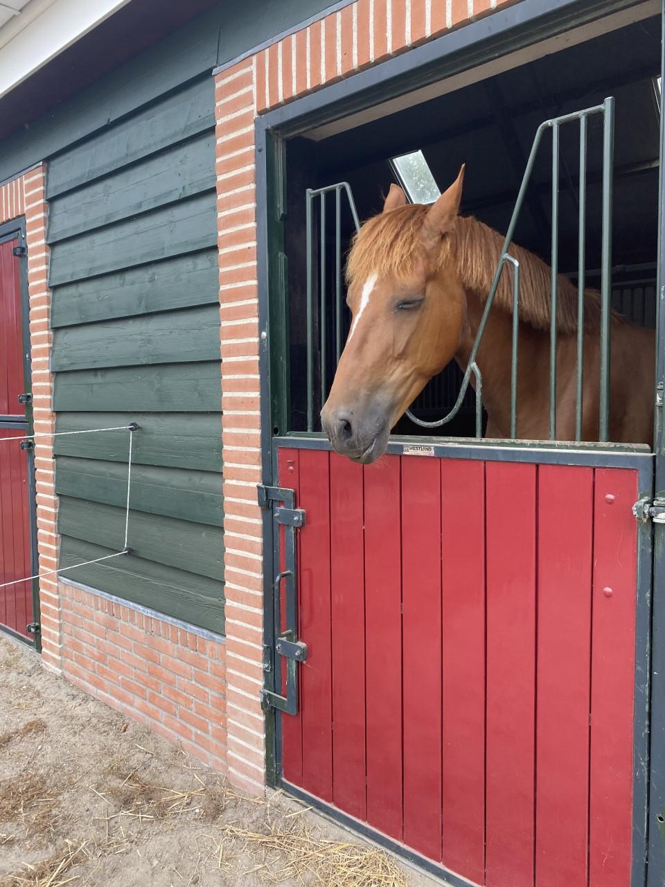 Paard Ramses