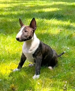 Bullterrier-Welpe zur Adoption