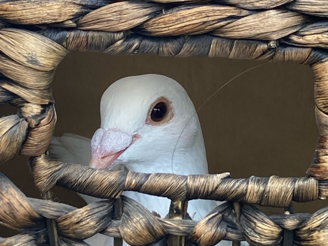 Witte duiven / bruidsduiven