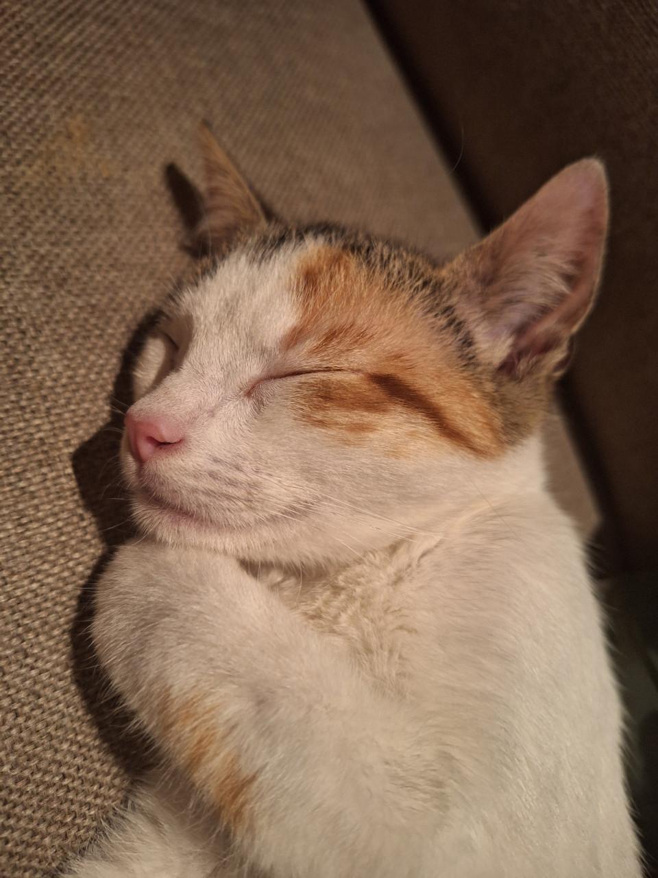 Aanhankelijke Kitten (poes)