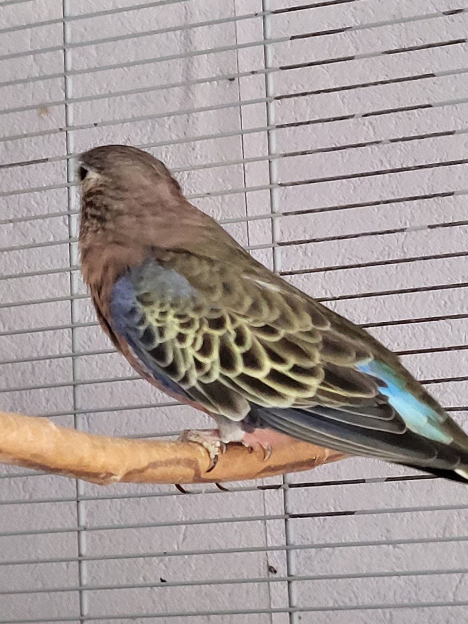 Koppeltje Bourkeparkieten( verkocht)