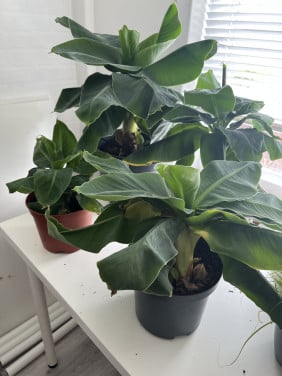 Bananen planten