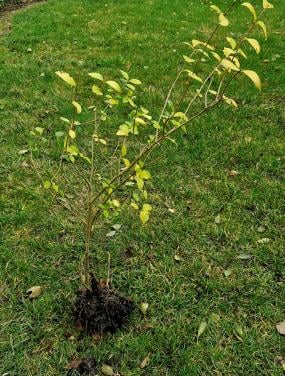 Liguster struikje, ca. 1 meter hoog