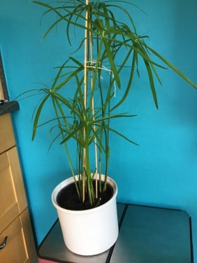 Parapluplant
