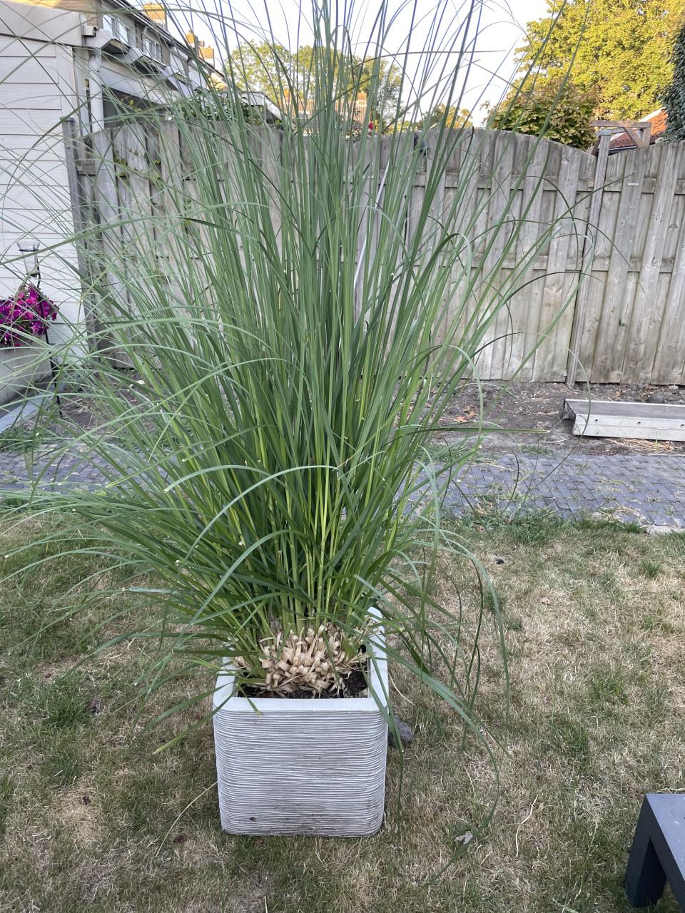 Plantenbak met siergras