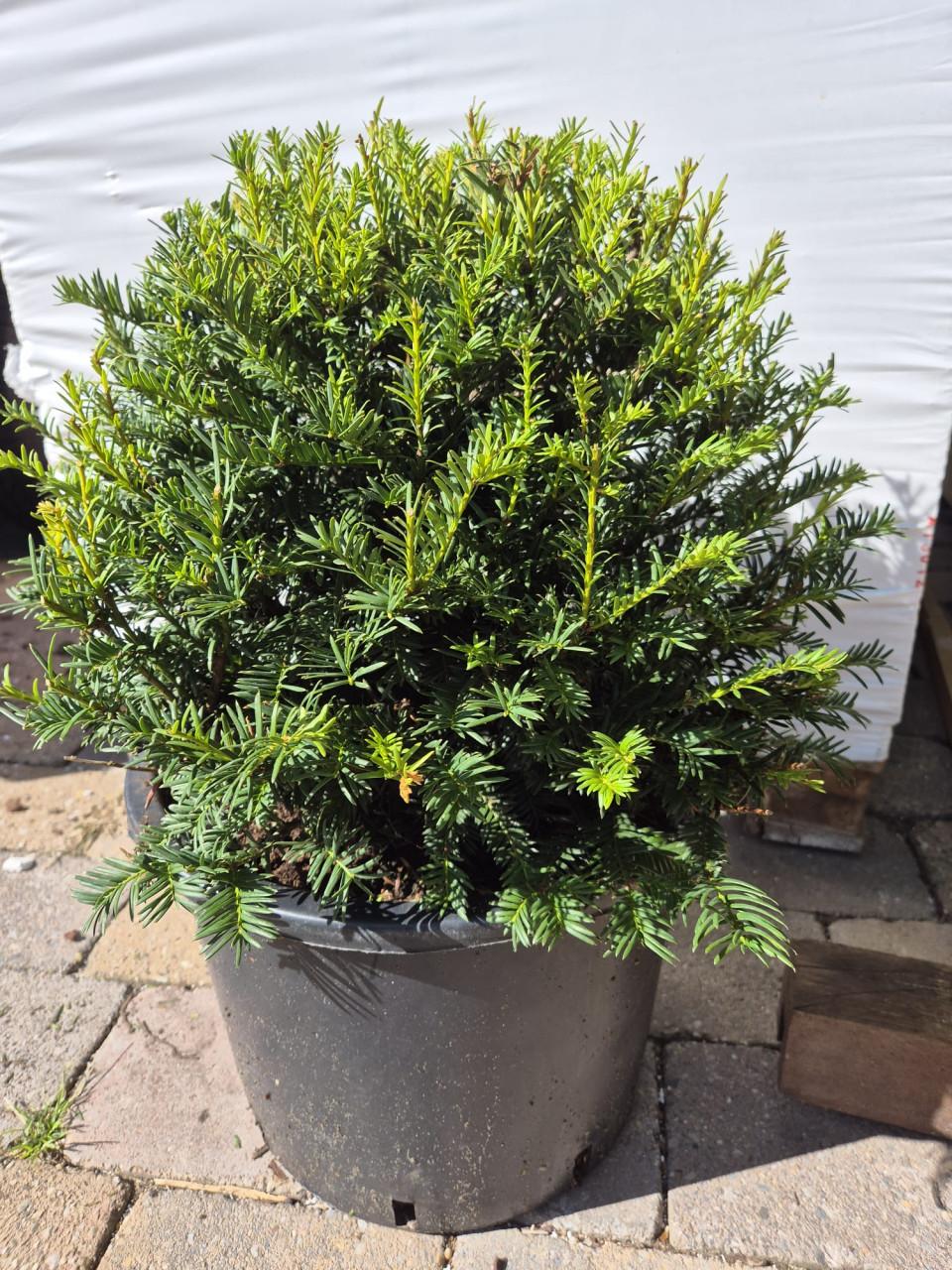 Schitterende taxusbollen in verschillende maten