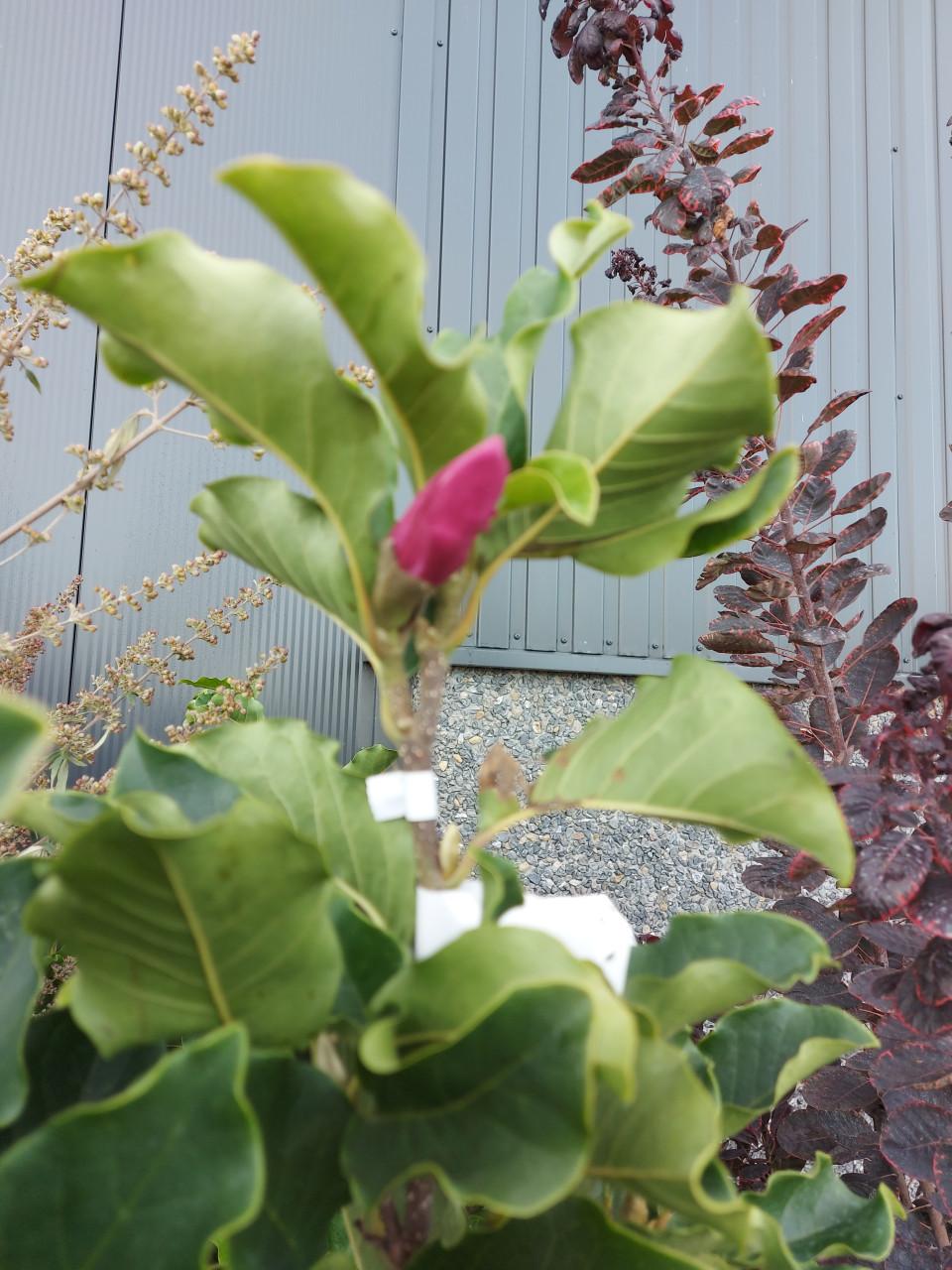 Magnolia