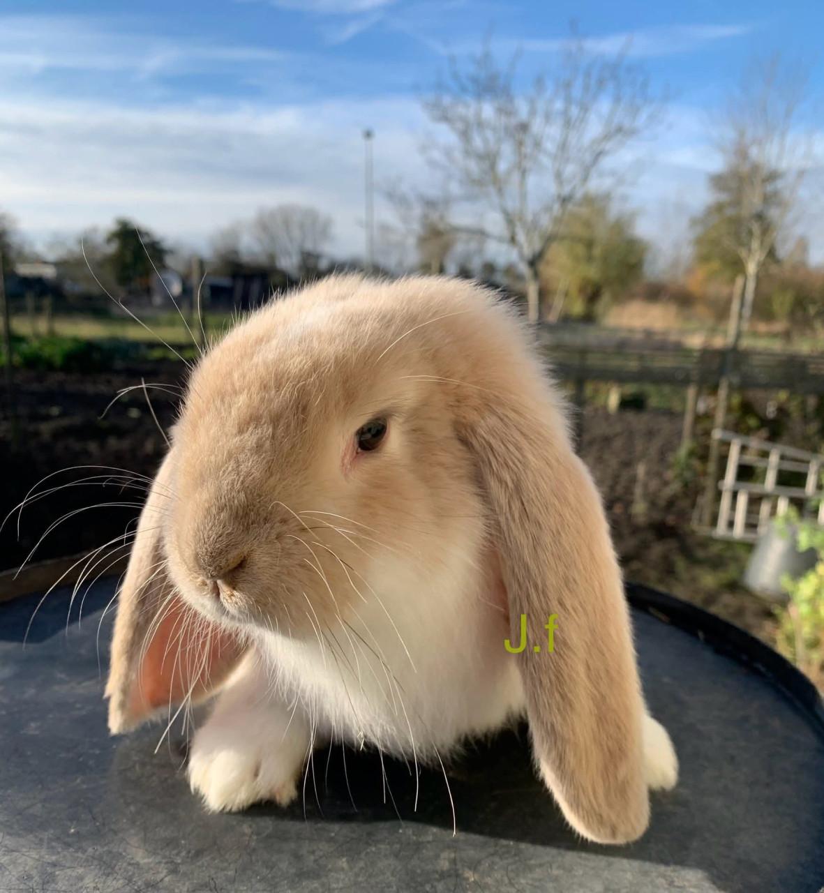 Raszuivere Franse hangoor konijnen