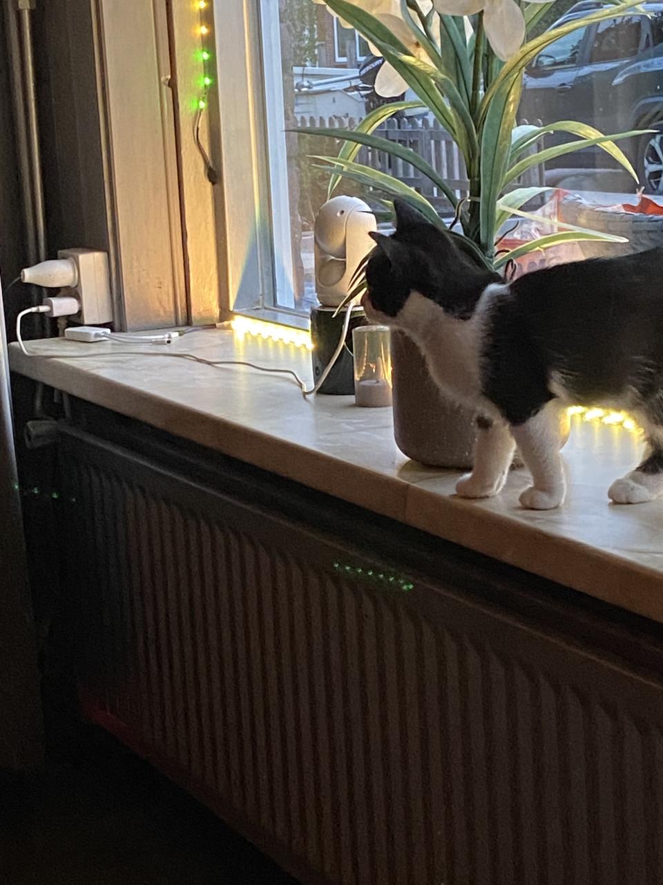 Kitten 12 weken oud