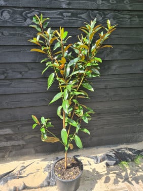 Magnolia Grandiflora 'Alta'