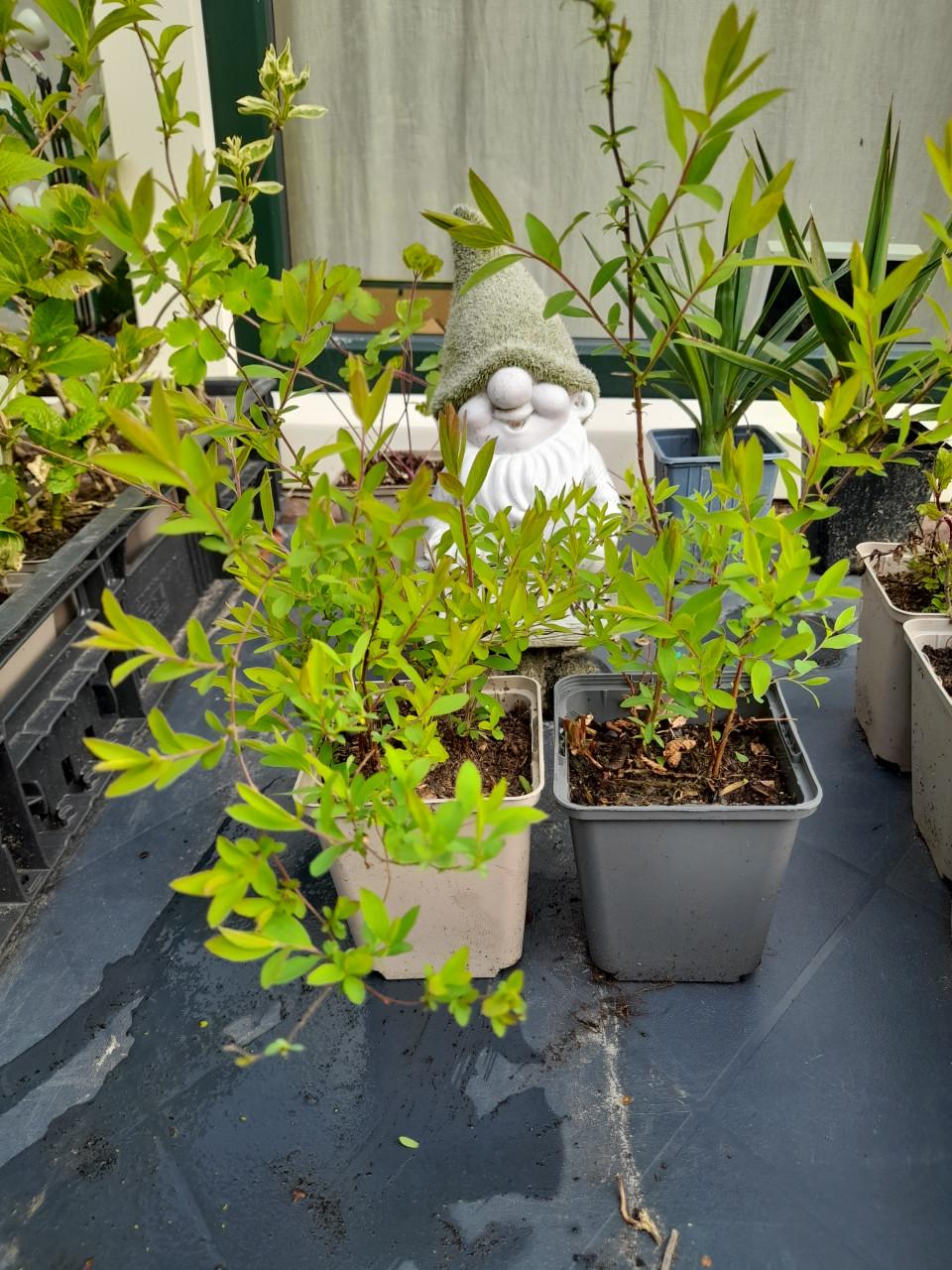 Vaste planten
