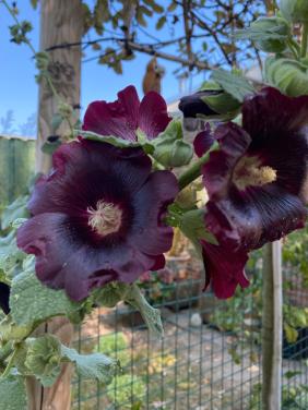 Zaden zwarte stokroos (Alcea rosea 'Nigra')