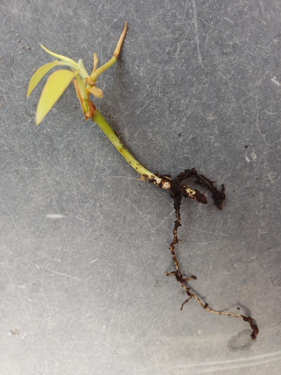 Twee stekjes Philodendron Lemon Lime + GRATIS bloemenSPUIT