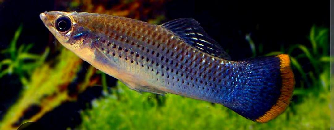 Aquariumvissen