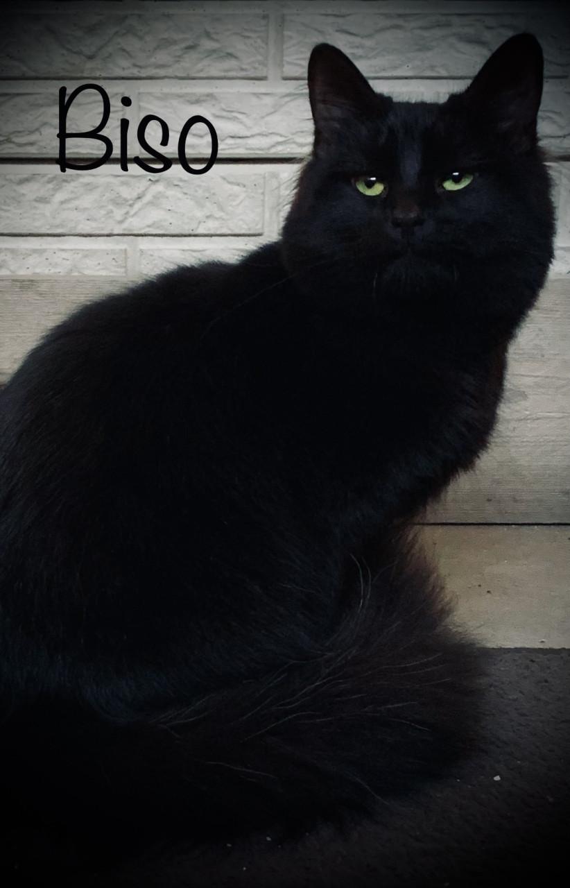 HEEL LIEF EN ZELDZAAM NEBELUNG KITTEN(BLAUWE RUS)