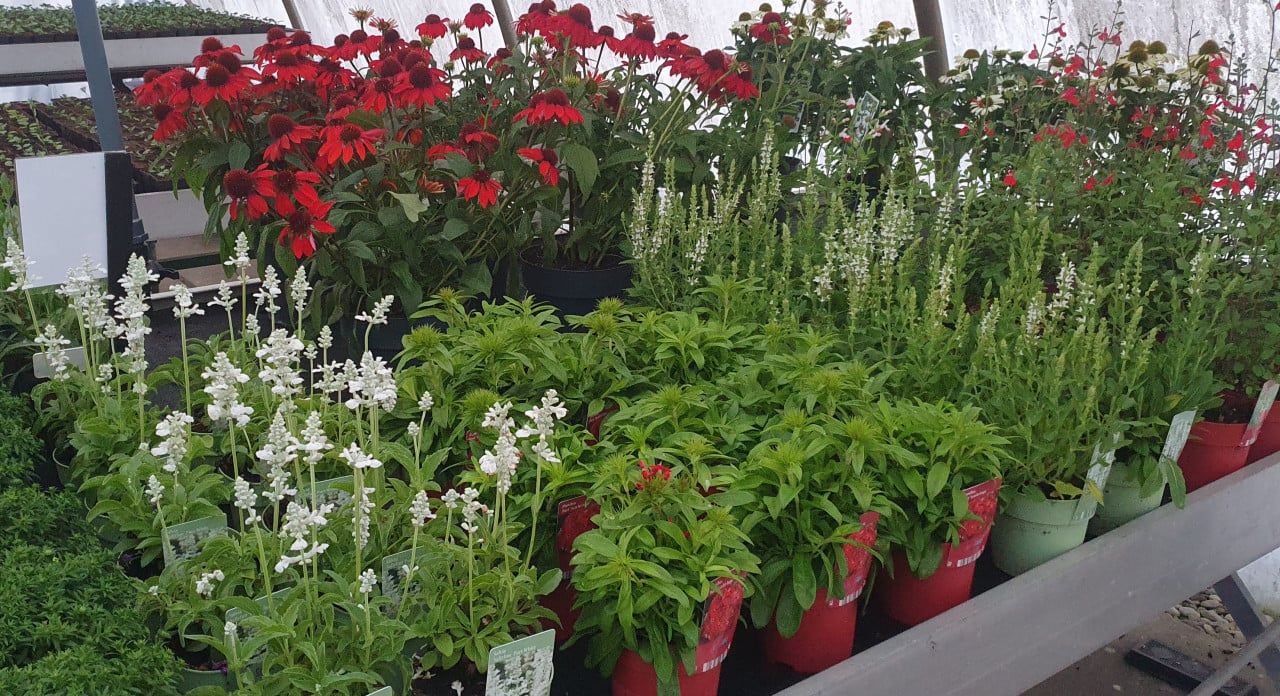 Tuinplanten OUDELANDE