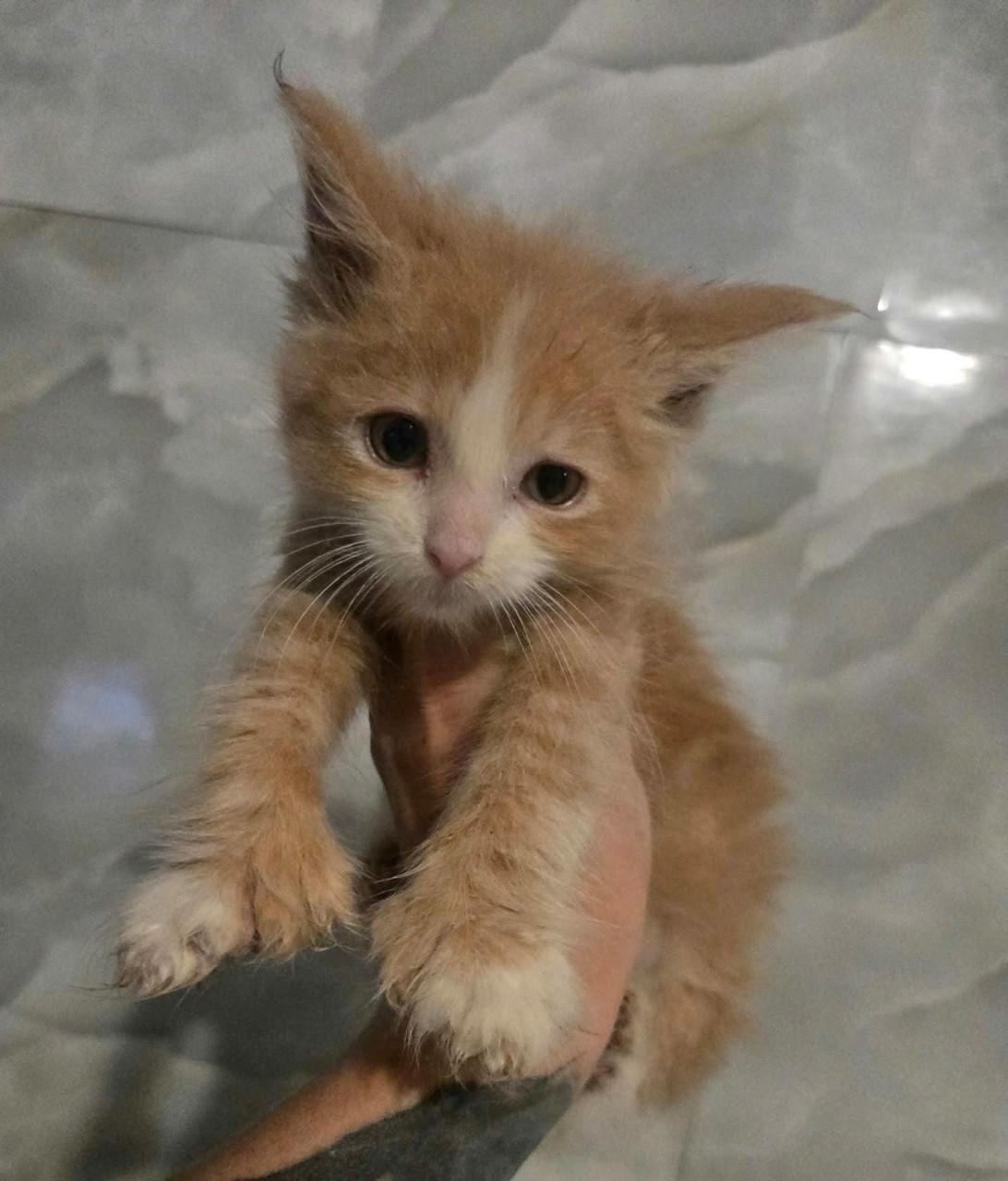 Volbloed maine coon kittens