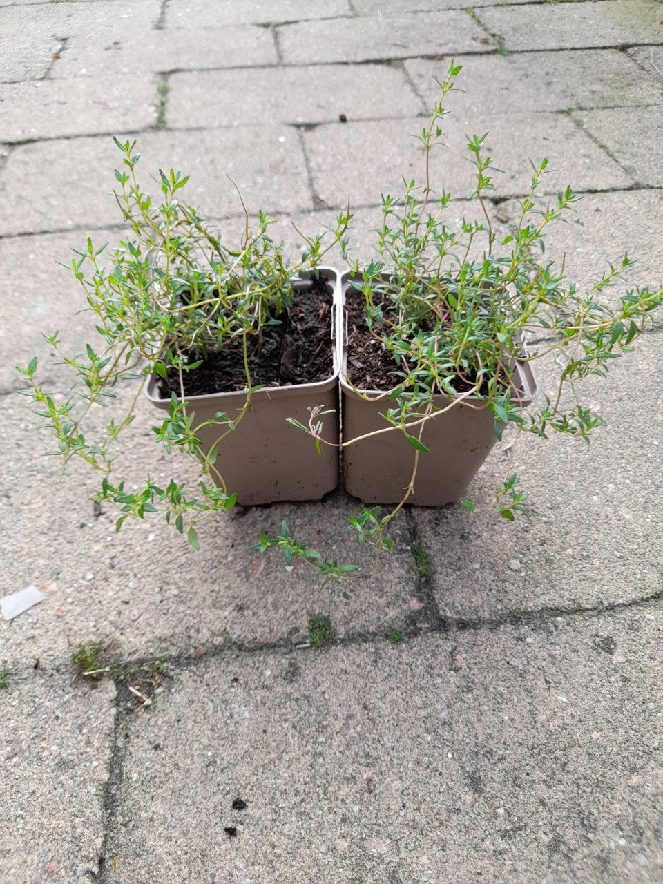 Vaste planten uit hobbykweek