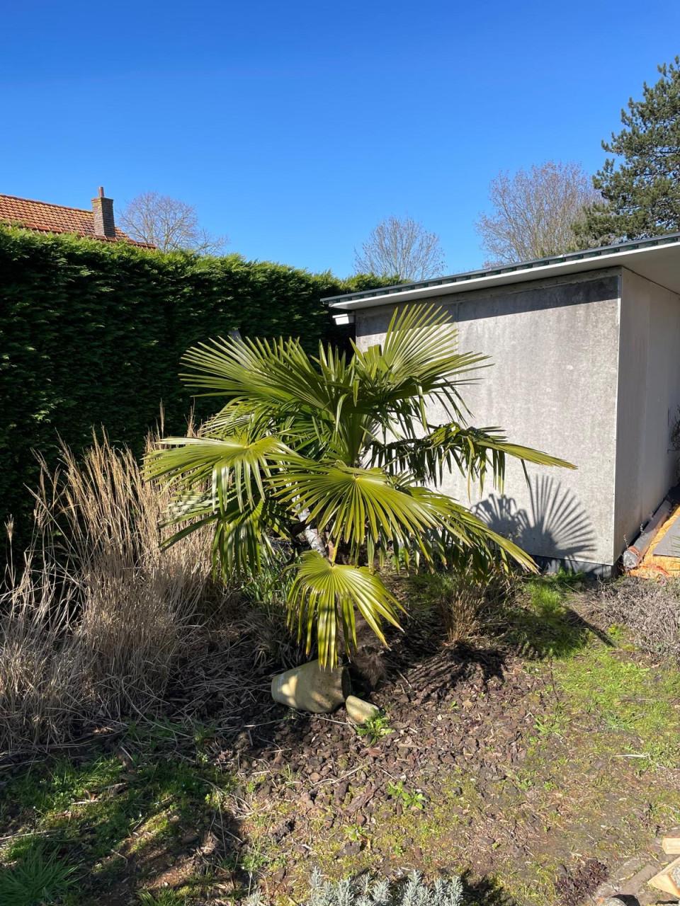 Palmbomen en Yucca’s