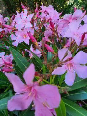 Oleanders
