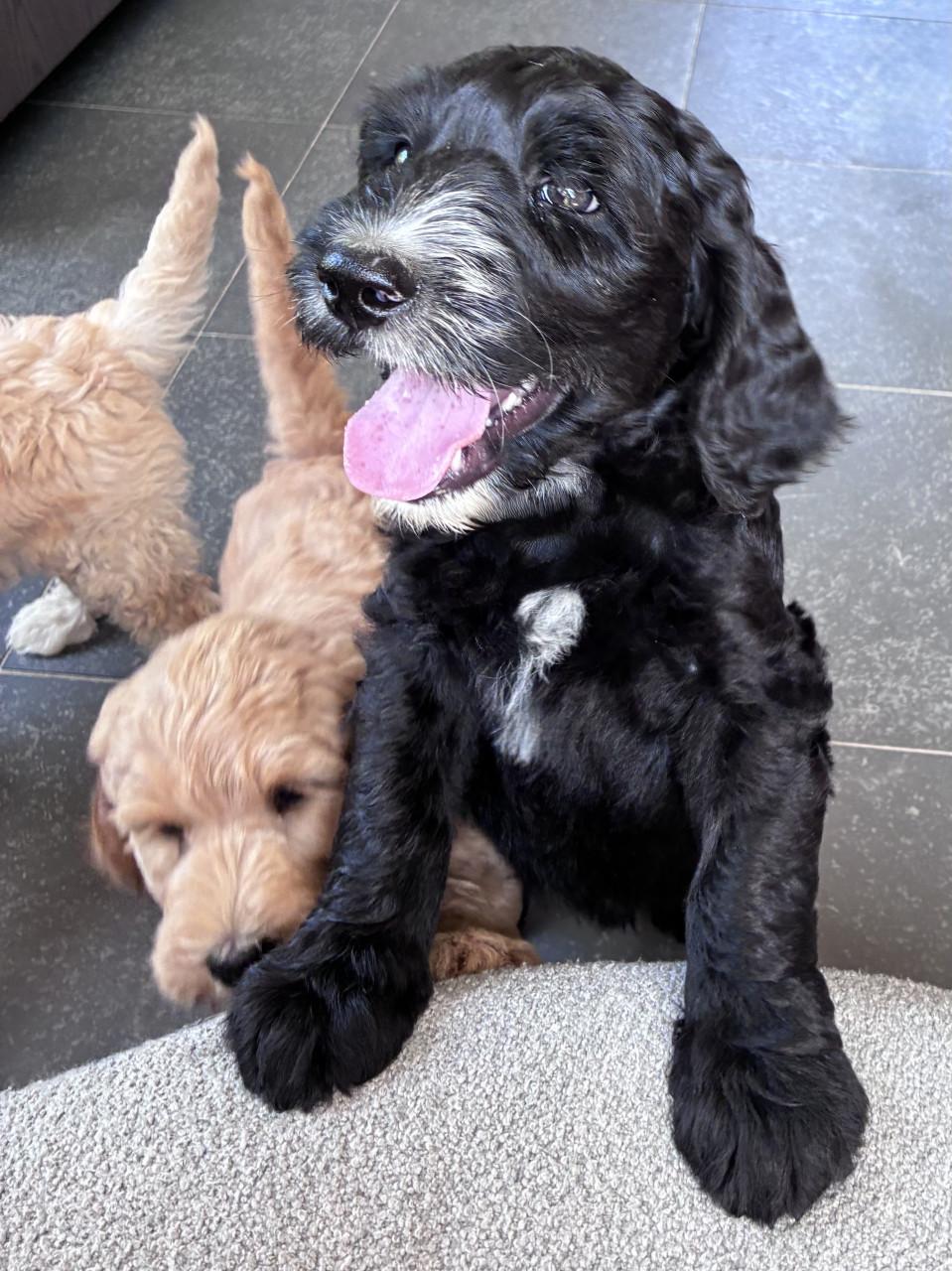 Labradoodle pups