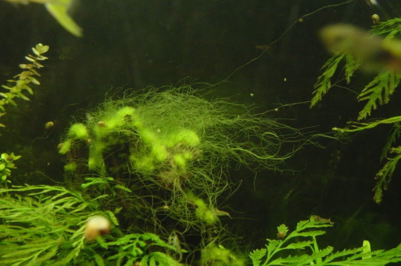 PSB bacterie binnen drie dagen heldere vijver Bactoplus