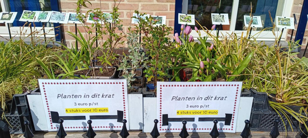 Kom naar ons plantenkraampje, mooie planten voor slechts € 1,25 p/st. !