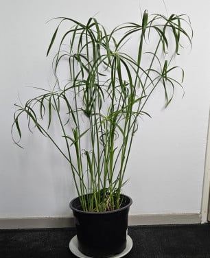 Parapluplant