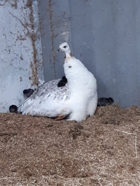 Pauw hen Crèmekleurige zwartvleugel hen