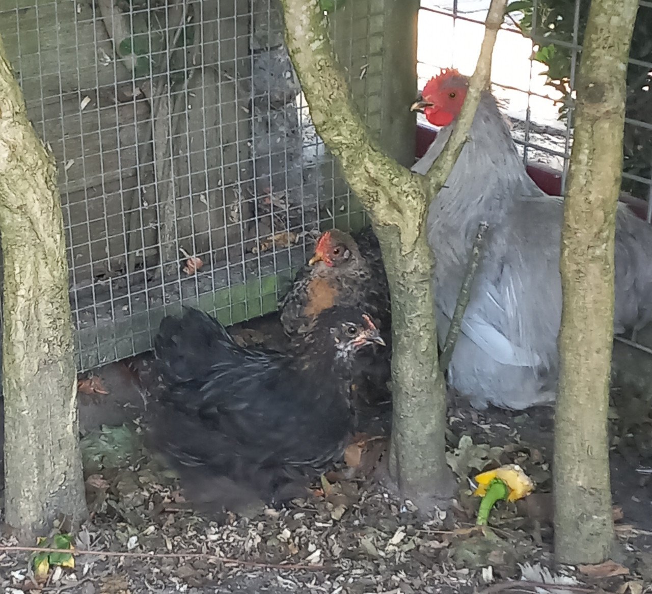 Cochin kuikens