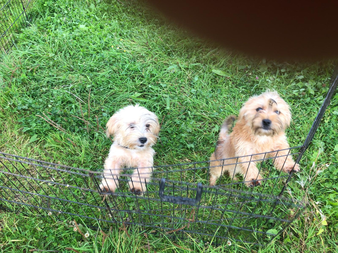 2 pups reutjes moeder Maltezer vader Yorkshire Terrier GEZOND SPEELS LIEF