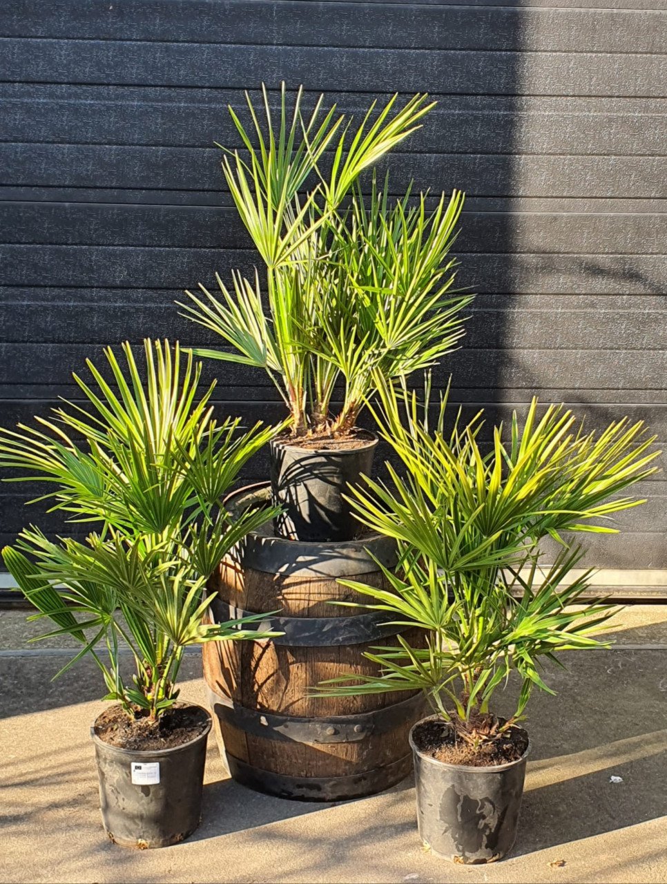 Planten